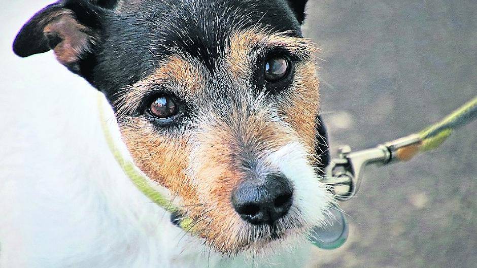 Hunde sind anzuleinen.