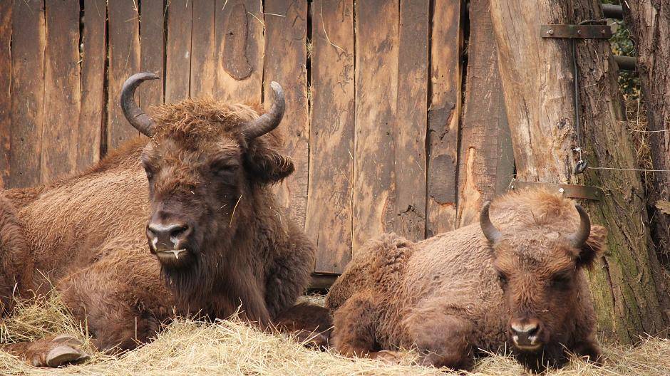 Die ersten Wisente haben den Zoo verlassen