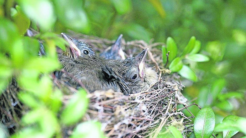  Ab März beginnt die Brut- und Setzzeit. 