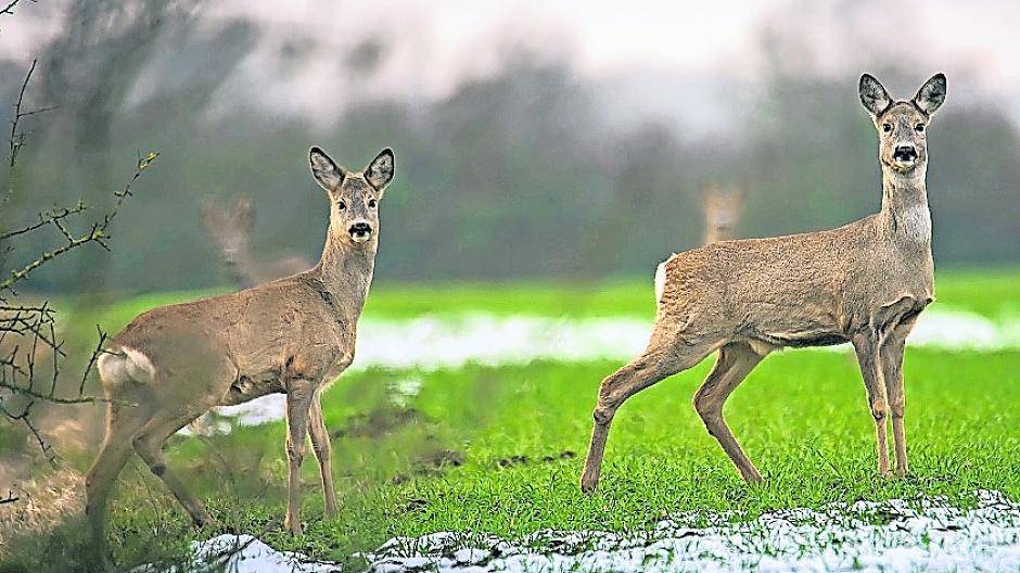 22 tote Rehe in zwei Monaten