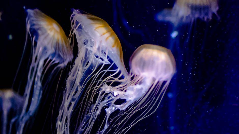 Neue Quallen am Kaiserberg