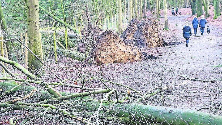 Der Sturm „Friederike“ hatte im Januar 2018 auch auf den Süchtelner Höhen für Verwüstung gesorgt. Jetzt beginnt die Wiederaufforstung der grünen Lunge.