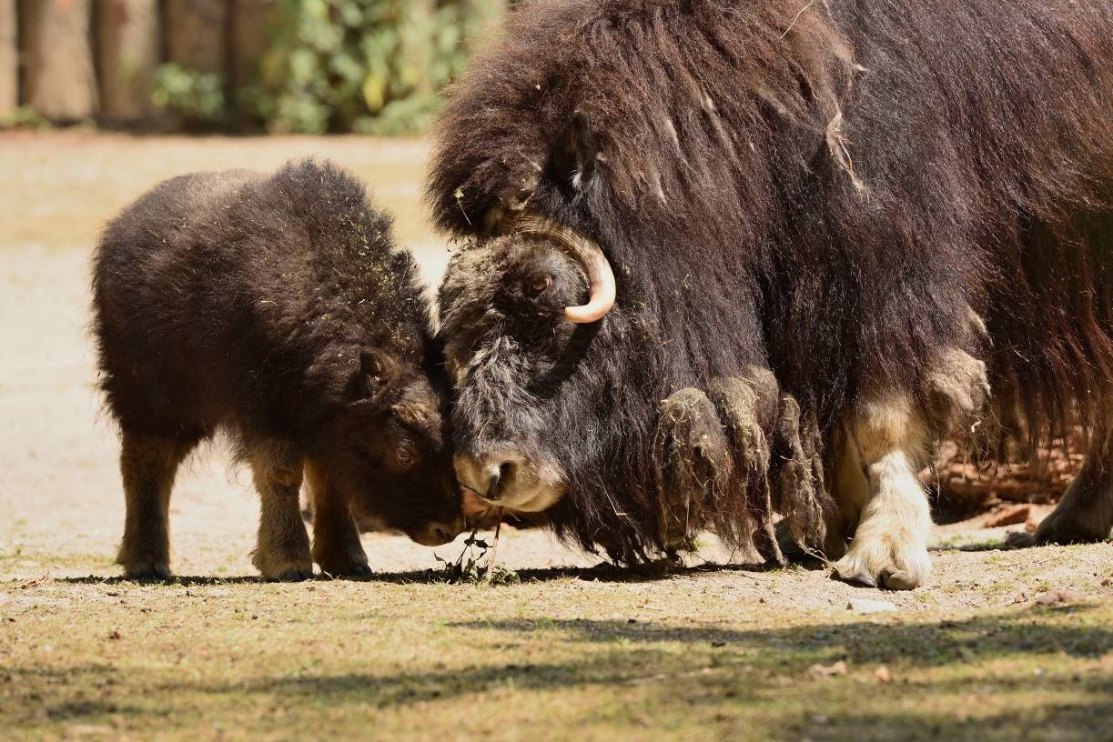 Rekordjahr für den Krefelder Zoo