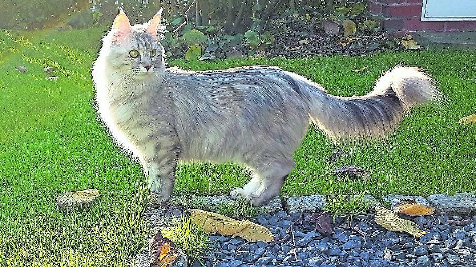 Wenn die Besitzer in Urlaub sind, wird die Katze Sally bestens betreut.