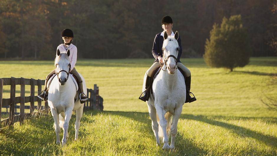 Reitplakette online beantragen