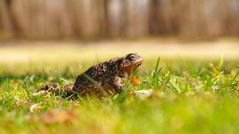  Der NABU und das Ordnungsamt sind auf die Krötenwanderung in Rheinberg-Budberg vorbereitet. 