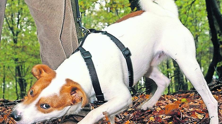 Das Virus ist auch für andere Tiere lebensgefährlich. Hundehalter sollten den Impfschutz ihres Tieres überprüfen.