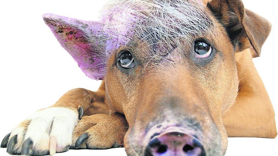 Was machen die Vorsätze?