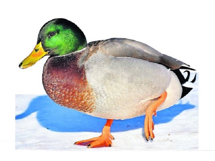 Zugefrorener Teich und Frostflossen hin oder her — Brot ist keine Hilfe — im Gegenteil!