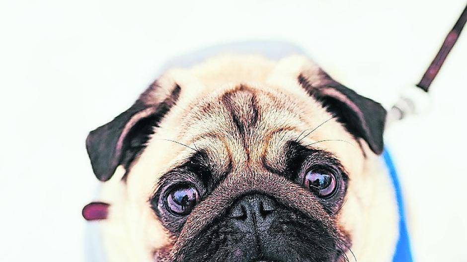 Braucht der Mops ein Mäntelchen und friert das Pferd im Schnee?