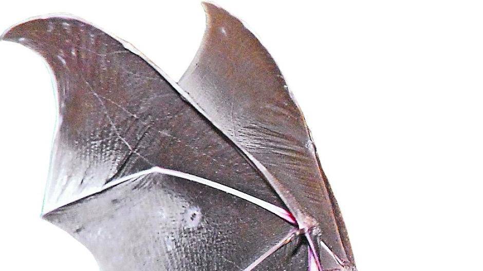 Kobolde der Nacht entdecken