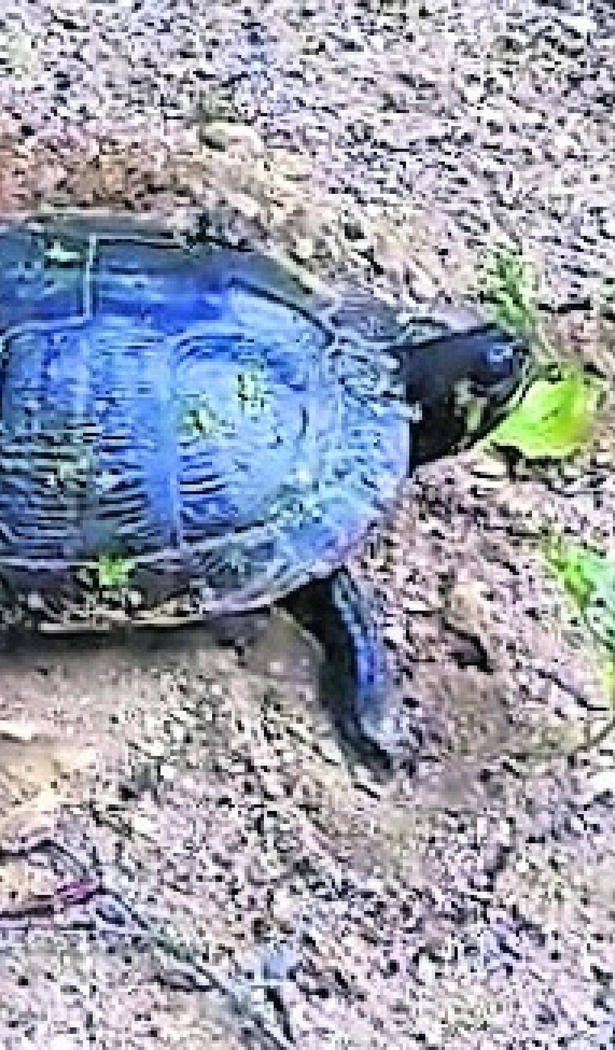 Mit ihren Hinterpfoten buddelte die Schildkröte eine Grube.