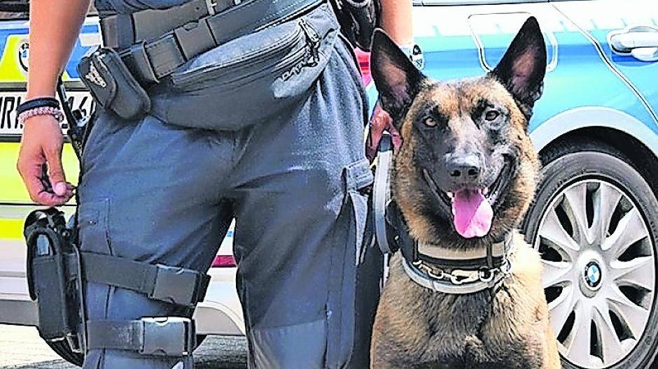  Calito, ein Malinois, begleitet seit ein paar Monaten als vierbeiniger Kollege die Polizeikommissarin Simone Thelen im Dienst.  