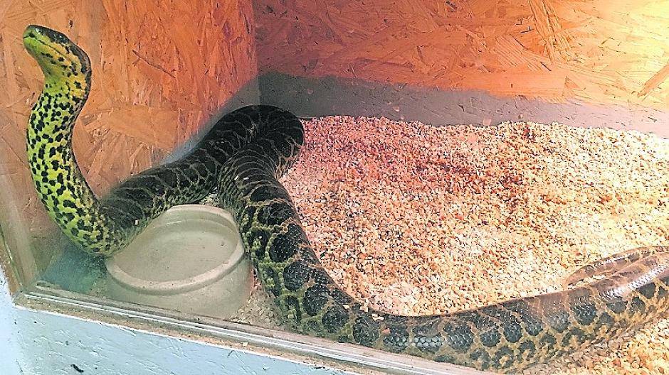 Willkommen, Würgeschlange