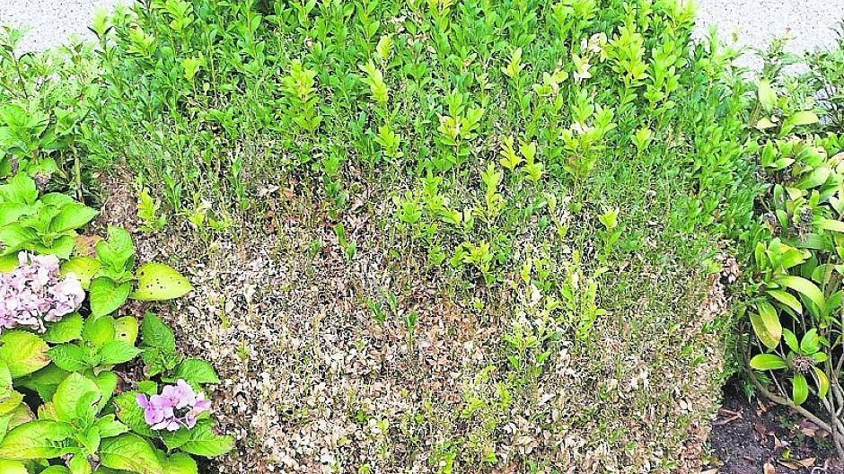  Ein Buchsbaum, der vom Buchsbaumzünsler befallen ist.  