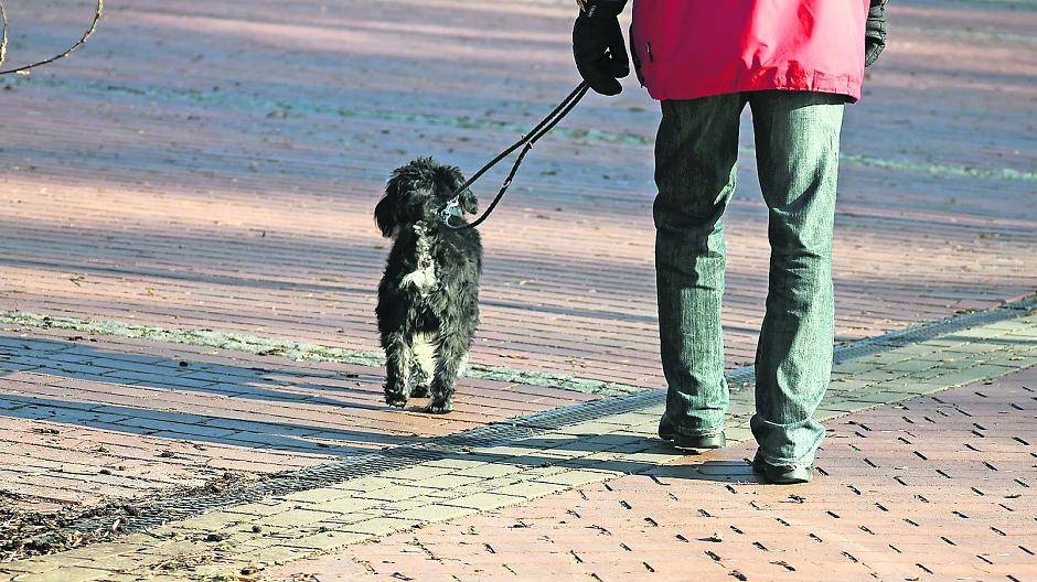  Die Hundesteuer und die damit verbundene Hundebestandsaufnahme scheidet die Geister in Brüggen. 