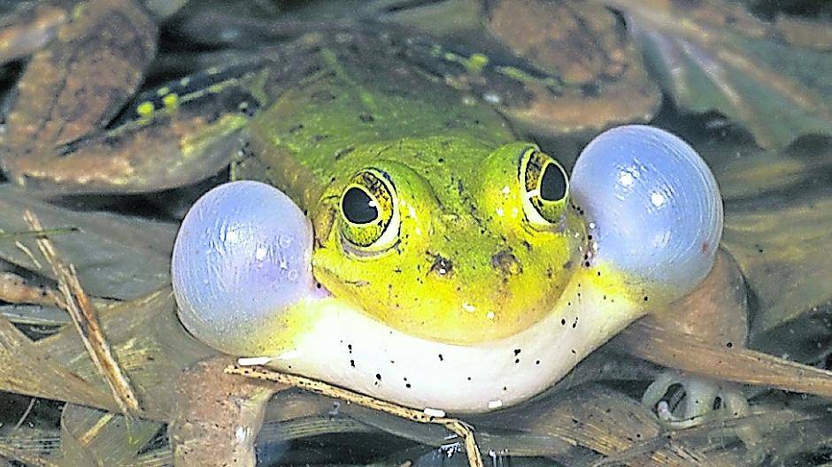 Arten wie der Kleine Wasserfrosch profitieren von dem Projekt.