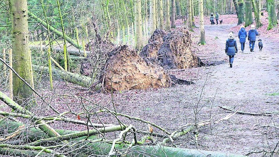  Der Sturm hat auf den Süchtelner Höhen immensen Schaden angerichtet (Foto oben: B. Schubert). Den Kletterwald begutachteten (v.l.): Bürgermeisterin Sabine Anemüller, Katrin Kraft (Xpad), Feuerwehrchef Frank Kersbaum, Stadtförster Rainer Kammann und Jörg Brockes (Kletterwald). 