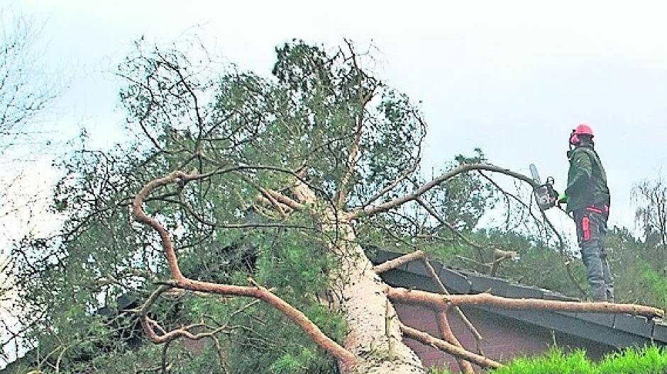 Friederike zog in unserer Heimat eine Schneise der Verwüstung. Vor allem umstürzende Bäume verursachten großen Schaden.