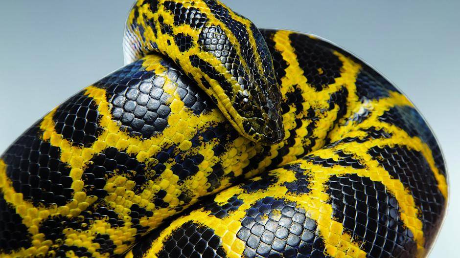 Die Gelbe Anakonda lebt in Südamerika. Eine Schlange wie diese wurde nun am Latumer See entdeckt.