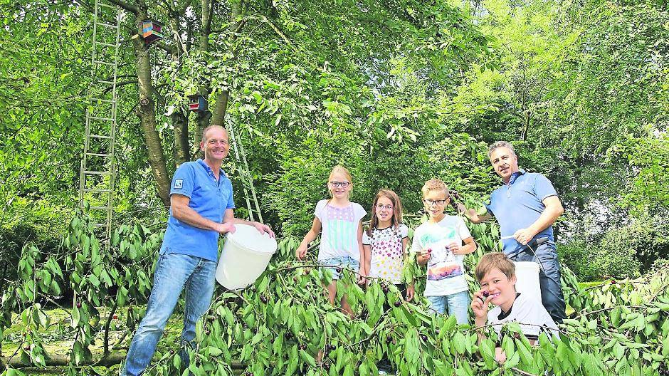 Mit der Hilfe des Vereins „Meerbusch hilft“ haben die Schüler der Martinus-Schule in Strümp fleißig Kirschen gesammelt.