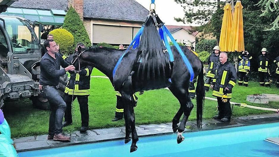  it einem speziellen Bergegeschirr für Großtiere holten die Meerbuscher Feuerwehrkameraden das Pferd aus dem Pool. 