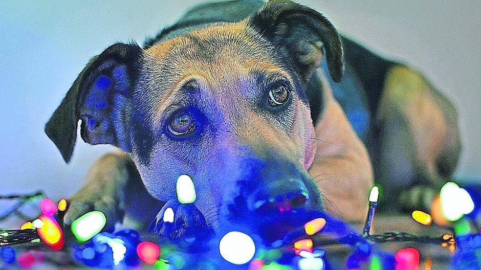 „Feiertage“ im Tierheim