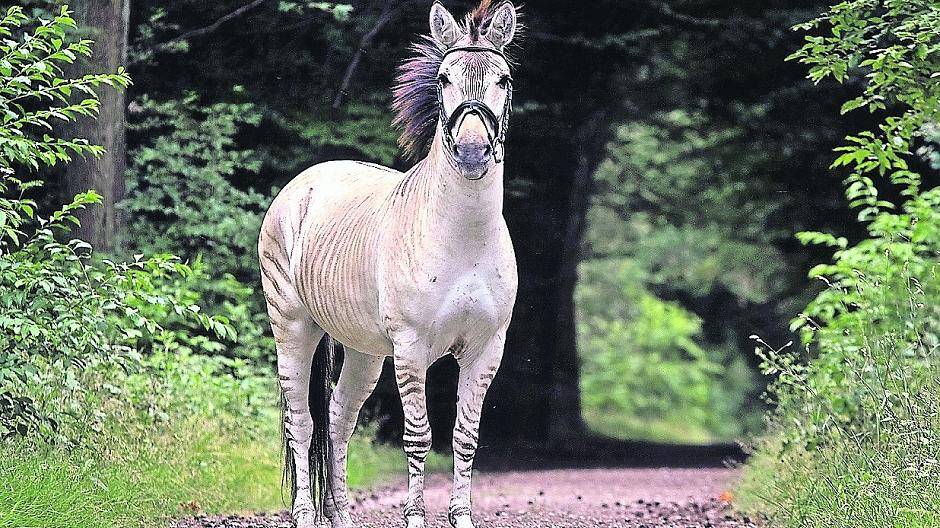  Die Streifen sind echt: Stripes ist ein Zorse. Er gehört Katharina Wildenberg und ist im Hardter Wald zuhause. „Wenn er wiehert, hört sich das wie eine kaputte Hupe an.“ 