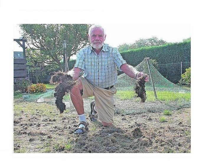 Hitchcocks „Vögel“ lassen grüßen: „Das Einzige, was hilft, ist Rasen wässern“, sagt Gartenbesitzer Günter Löll. Doch das kostet ganz schön viel Geld.