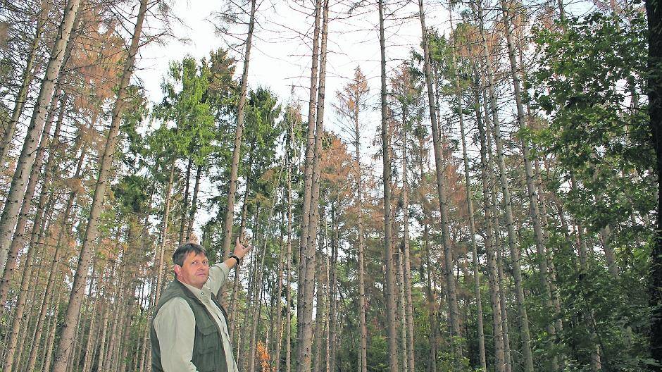  „Die braunen Fichten sind tot und werden gefällt“, sagt Revierförster Werner Stops. Der Borkenkäferfraß hat Ähnlichkeit mit gedruckten Seiten, deshalb nennt man den Käfer auch Buchdrucker (kl. Foto unten). 