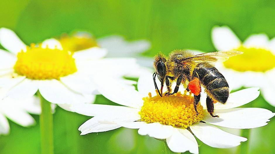 Ohne Blümchen keine Bienchen — das Rheydter City-Management hat sich deshalb eine tolle Aktion anlässlich des Blumensonntags im September einfallen lassen. Foto: Fotolia Name: Bee and flower Urheber: Alekss