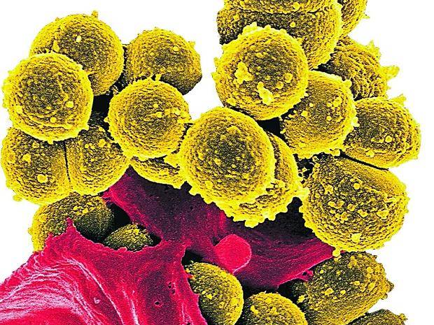 Wo das Immunsystem schwächelt, greifen die bösen Keime an.