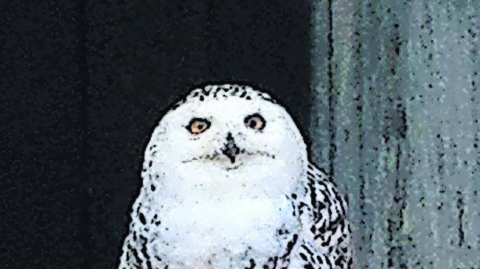  Lecker Eisbombe im Sommer: Neben Äpfeln und Bananen enthält der „Eisbecher“ für die Gehaubten Kapuziner auch reichlich Mehlwürmer. 