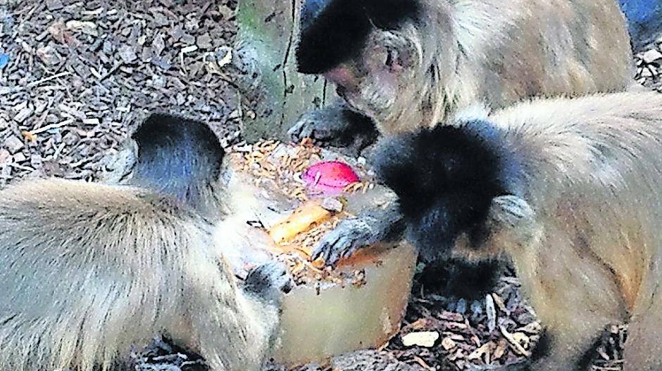  In der warmen Jahreszeit lassen es viele Tiere gerne mal etwas ruhiger angehen. 