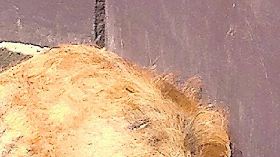  Die Schnee-Eule verschafft sich bei feuchter Wärme Abkühlung durch Hecheln.  