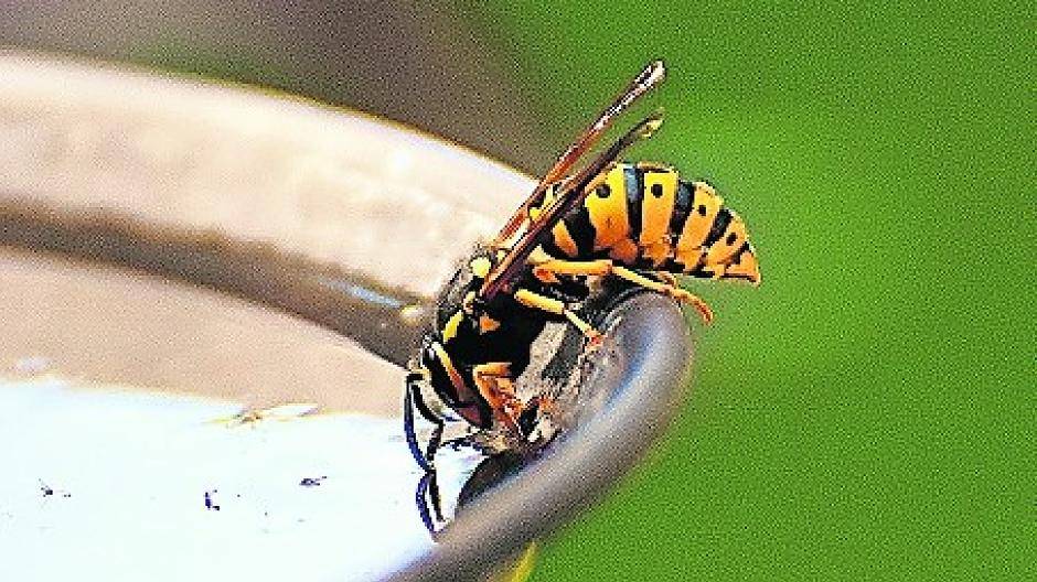  Viele Wespenarten sind geschützt. 