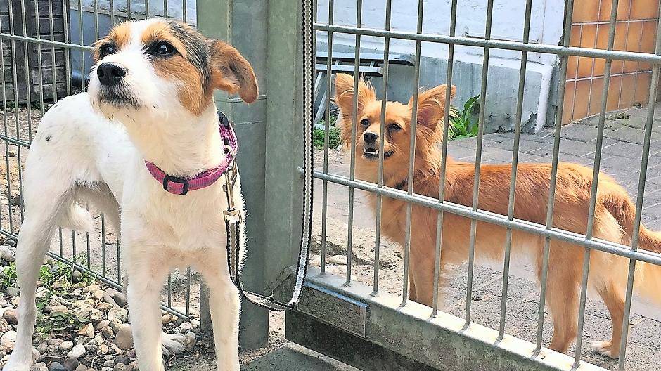  Terriermischling Lilly ist seit letzter Woche Montag in der Tieroase Bettrath. Zur Ferienzeit einfach abgeschoben. 