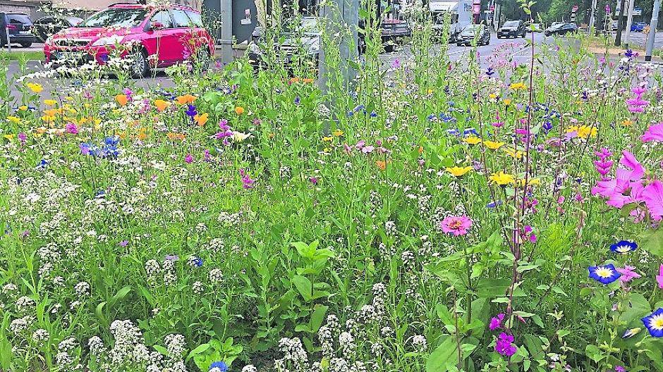 Auf dem Rheydter Ring und Im Nordpark testet die Mags Wildblumen-Blühstreifen.