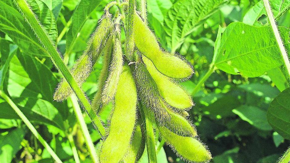 Am Samstag startet in der Berggartenoase an der Lüpertzender Straße „Das Soja-Experiment — 1 000 Gärten“.