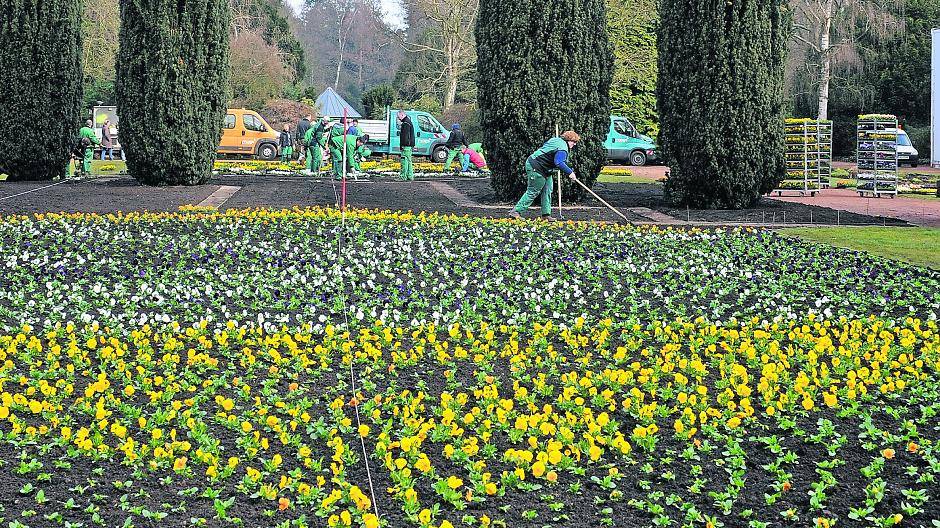 Ab frühmorgens um 5: Ein Blumenmeer für den Bunten Garten