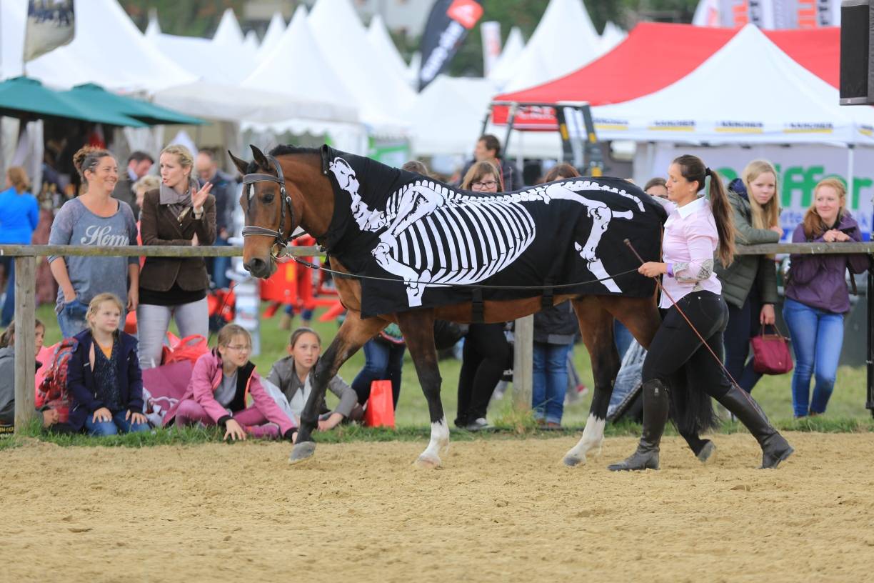  Auf der Equitana 2018 wird neben Show auch viel Wissen vermittelt. 