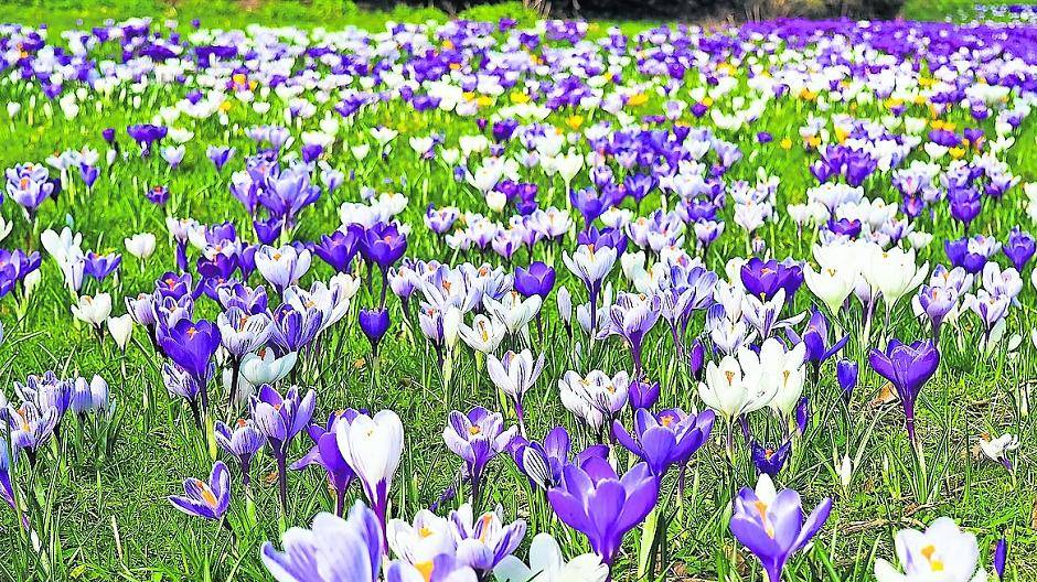  Der Startschuss für die Krokus-Pflanzaktion fällt am kommenden Samstag, 10 Uhr, in den Parkanlagen aller vier Willicher Stadtteile. 