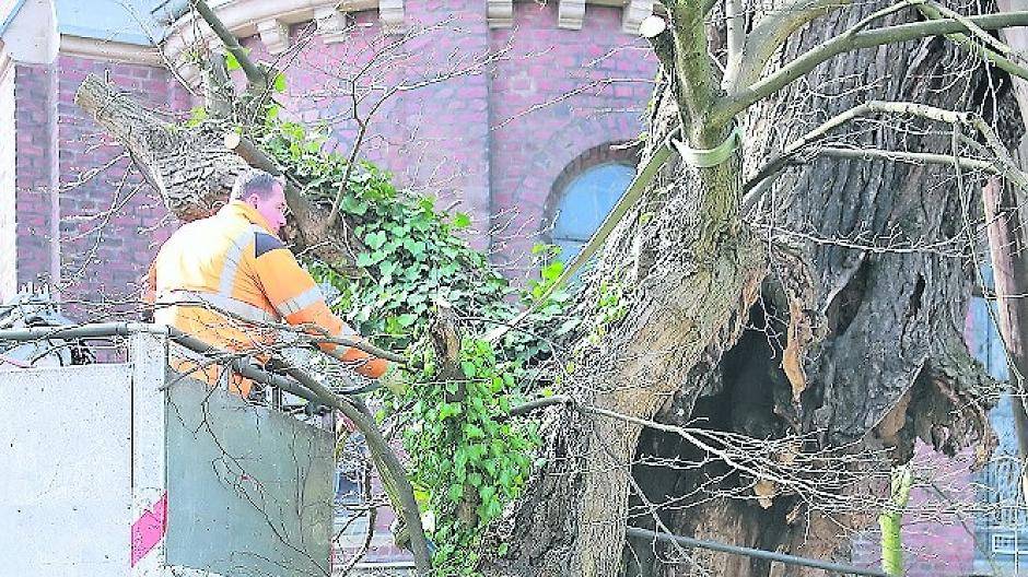 Die Winterlinde, Gladbachs ältester Baum, ist gerettet.