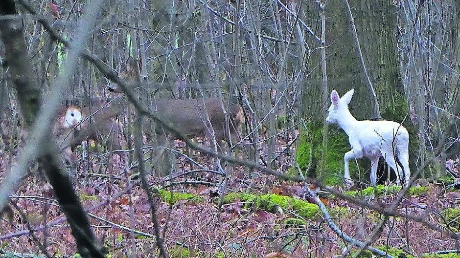 Auf diesen Fotos sind zwei und drei Rehe zu sehen, doch auf den ersten Blick sieht man nur das weiße Kitz.