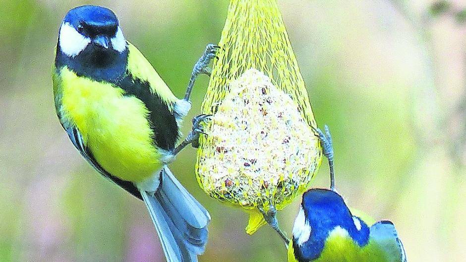  Kohlmeisen freuen sich im Winter über eine Fett-Körner-Mischung. 
