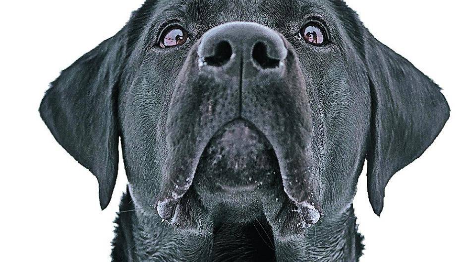  Hundehaltern flattert ab morgen der Steuerbescheid für 2018 ins Haus. 