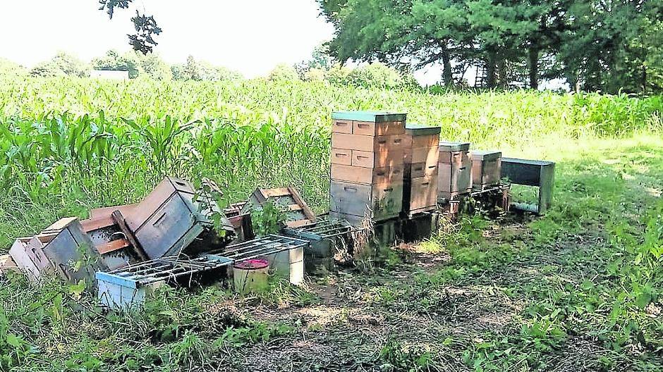 Vandalismus an Bienenstöcken