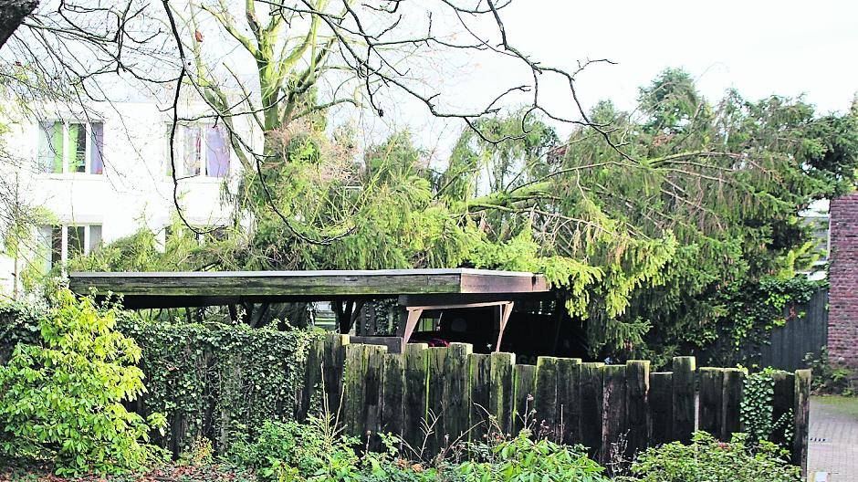 Überall fallen derzeit die Bäume