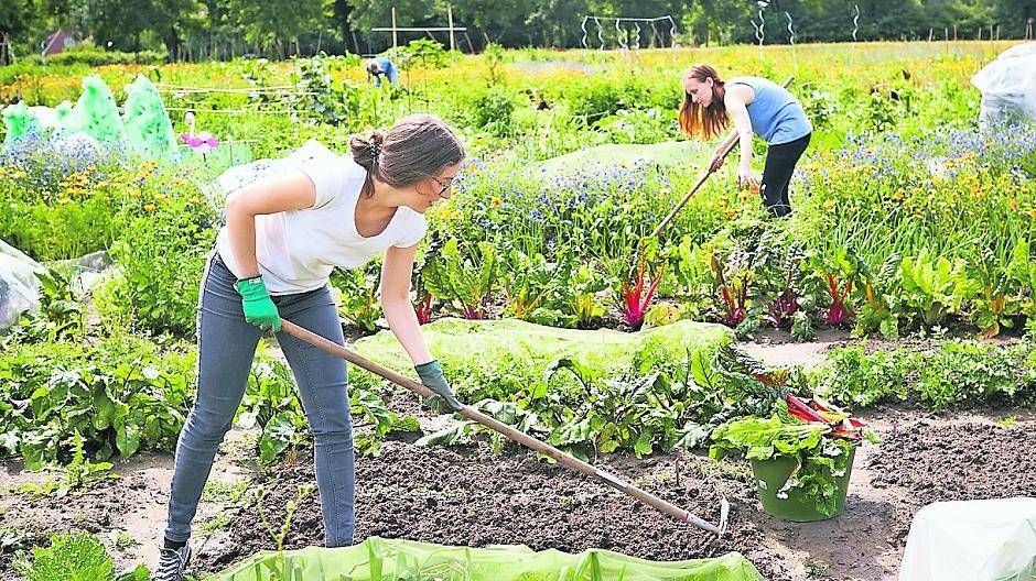  Nur rund zwei Arbeitsstunden pro Woche sind notwendig, um sechs Monate lang frisches Biogemüse aus dem eigenen Gärtchen ernten zu können. 