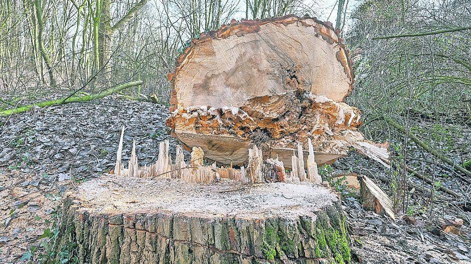 Im Februar im Fokus: eine Pappel, die wegen Pilzbefalls gefällt werden musste.